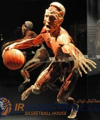 عضلات اصلی که در ورزش بسکتبال استفاده می شوند
