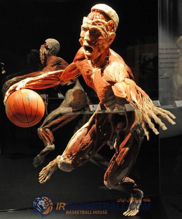 عضلات اصلی که در ورزش بسکتبال استفاده می شوند