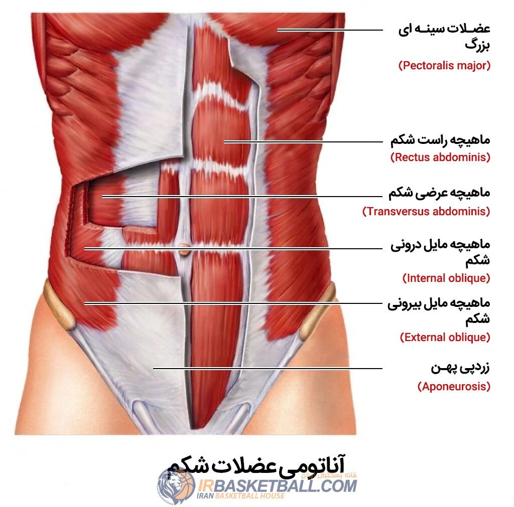عضلات اصلی که در ورزش بسکتبال استفاده می شوند