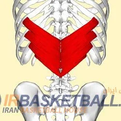عضلات اصلی که در ورزش بسکتبال استفاده می شوند